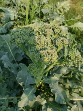 photo of a broccoli plant